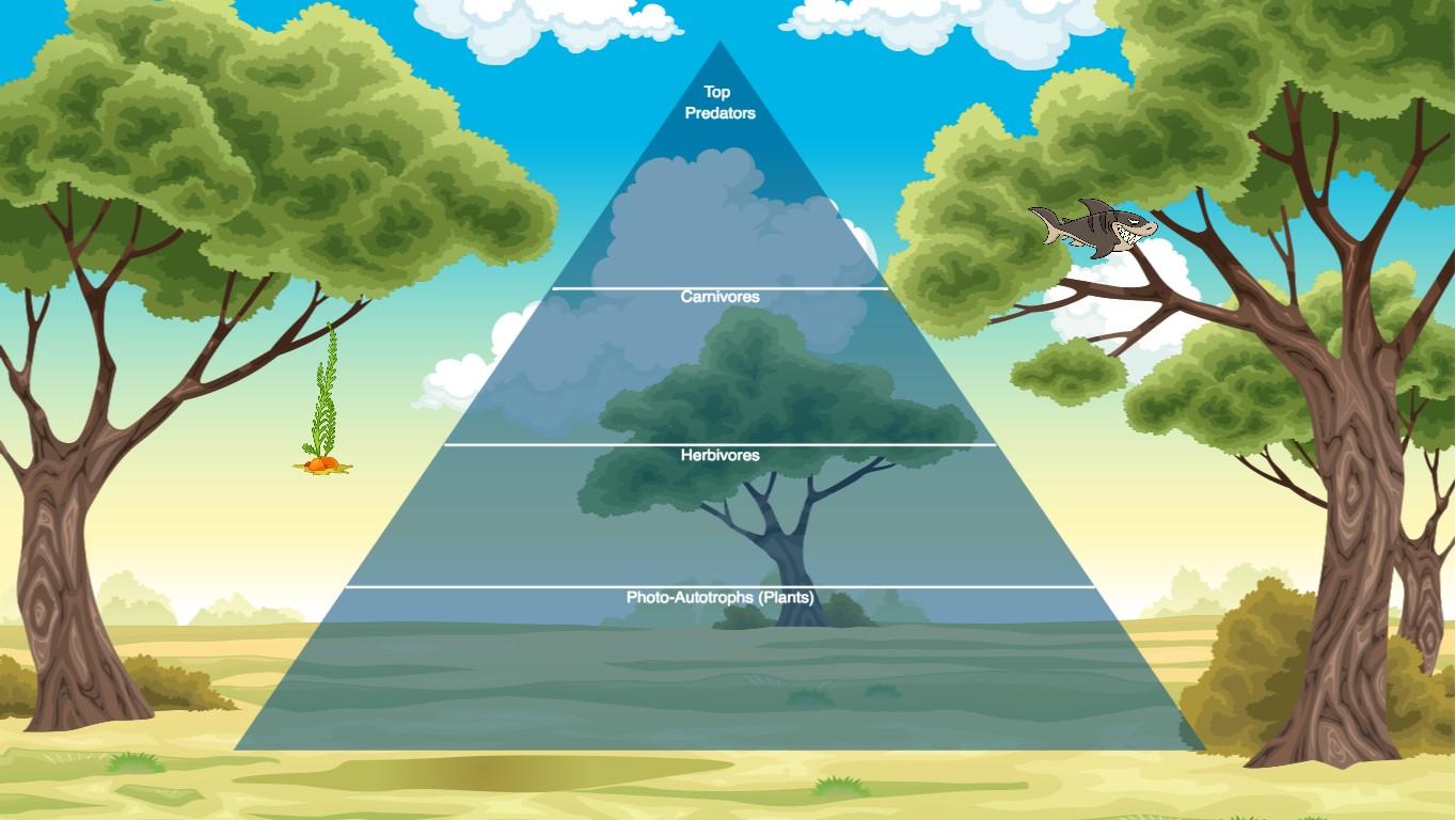 Anokhi Ecological Pyramid