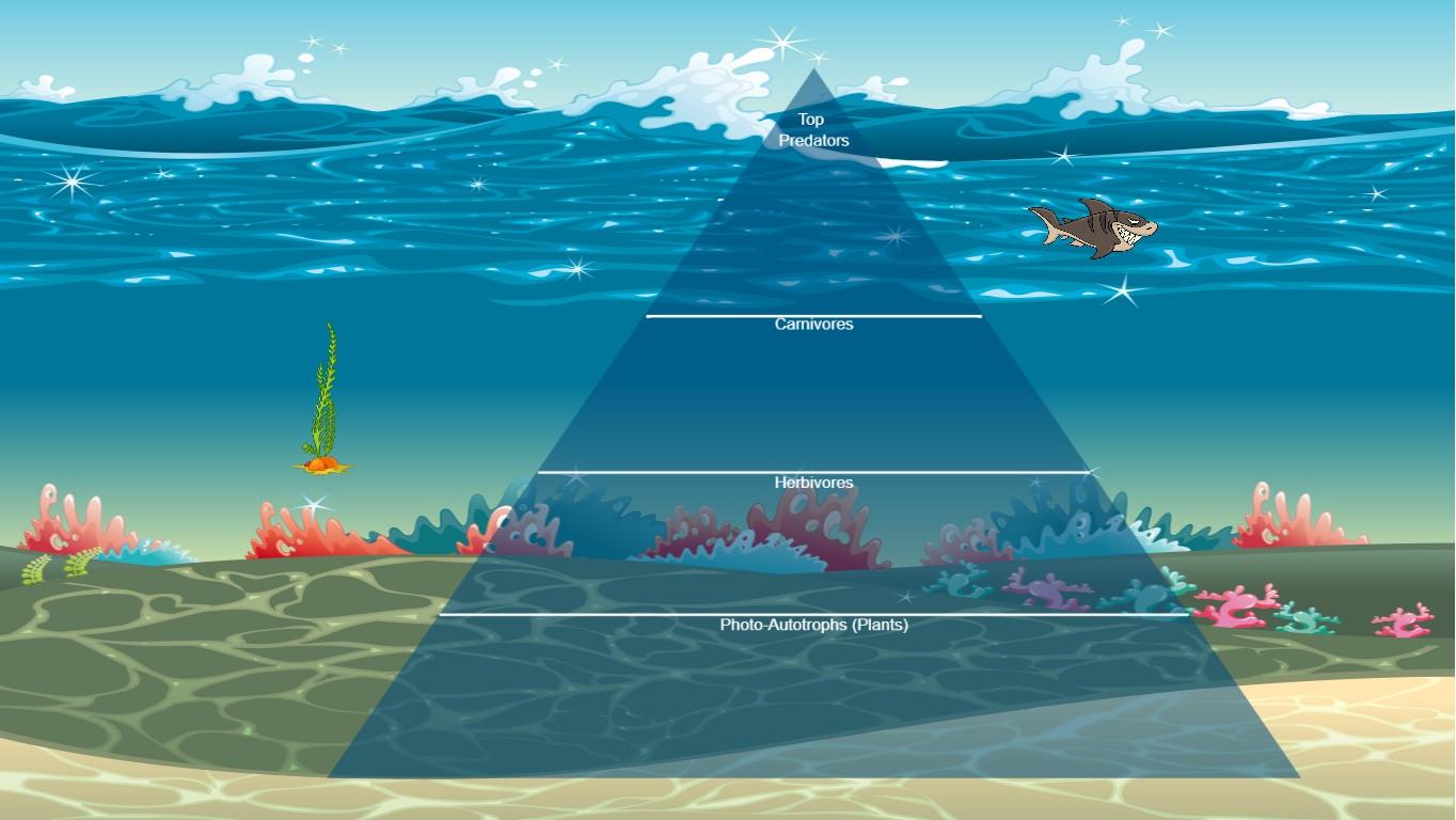 Ocean Ecological Pyramid