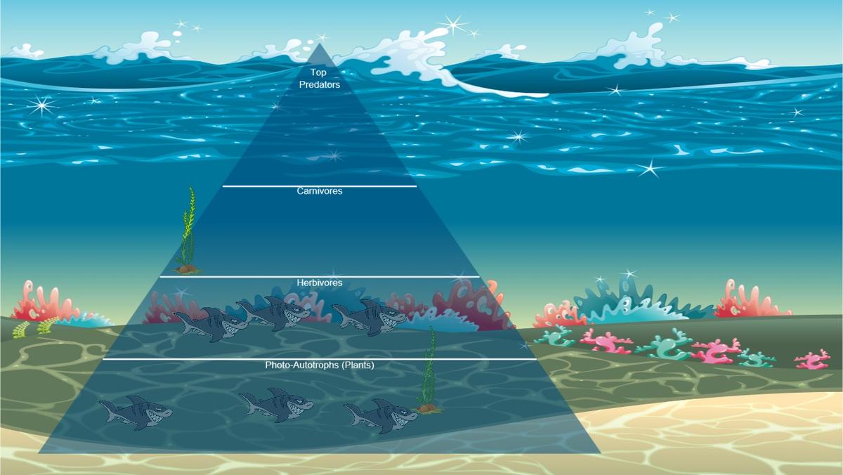 Ocean Ecological Pyramid