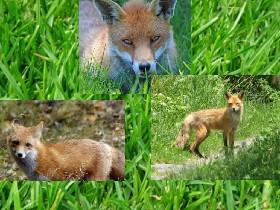 foxes=)