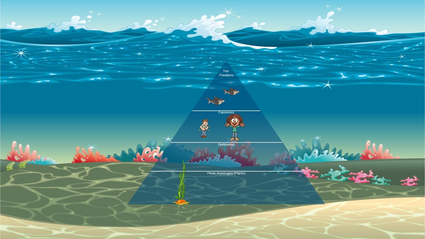 Ocean Ecological Pyramid