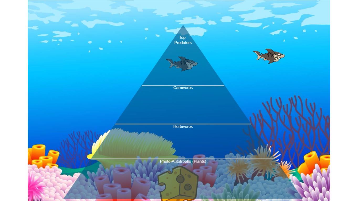 Ocean Ecological Pyramid