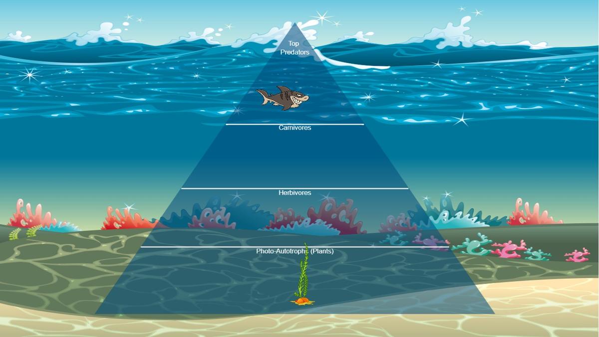 Ocean Ecological Pyramid