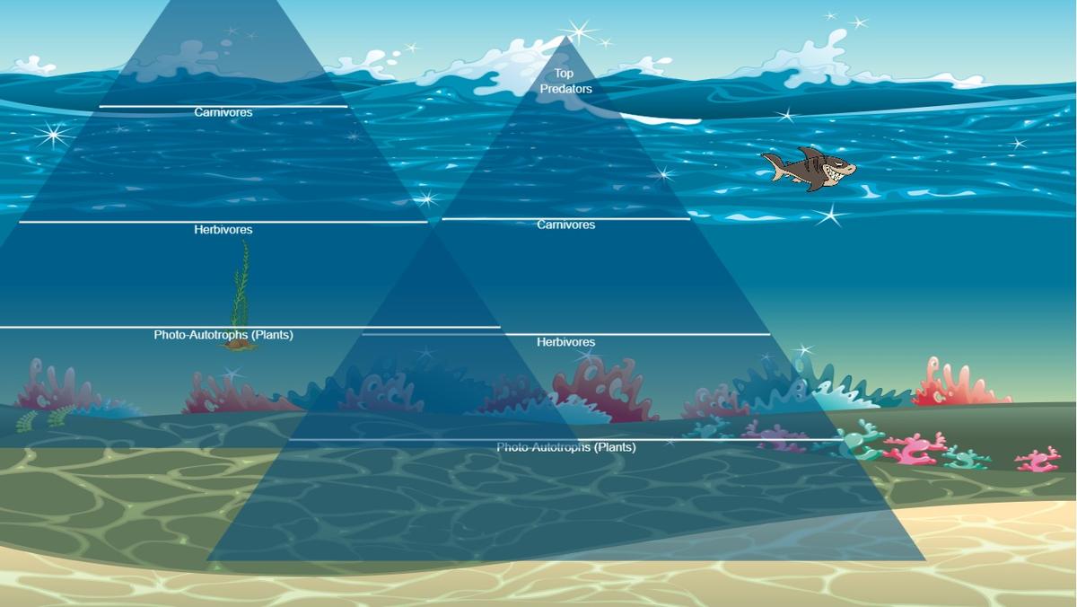 Ocean Ecological Pyramid