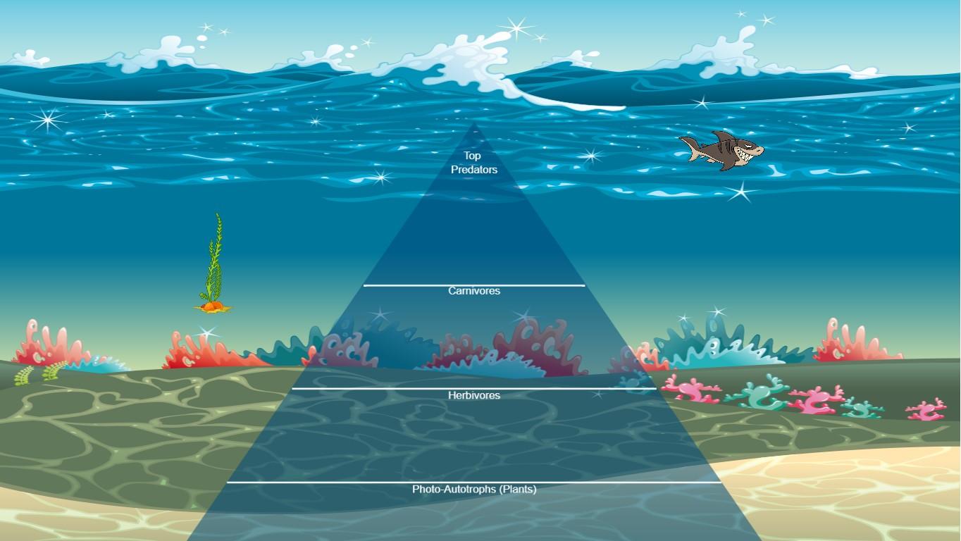 Ocean Ecological Pyramid