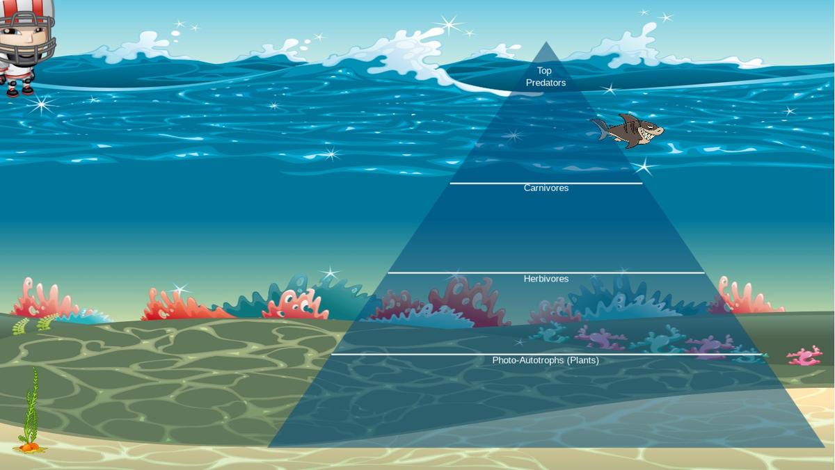 Ocean Ecological Pyramid