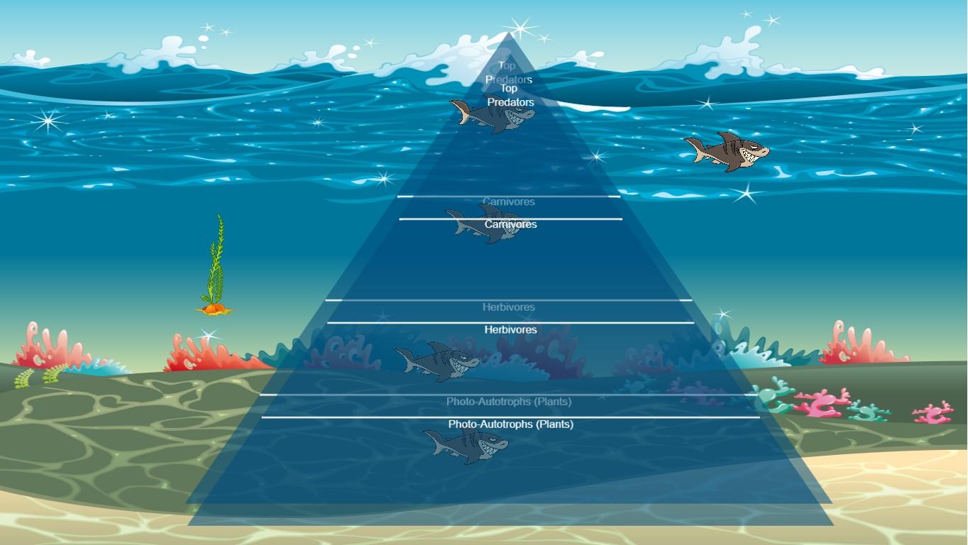 Ocean Ecological Pyramid