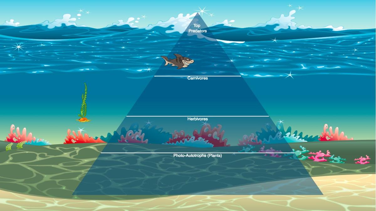 Ocean Ecological Pyramid