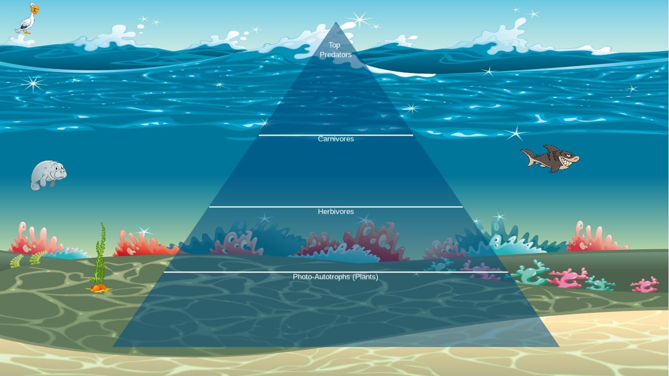 Ocean Ecological Pyramid