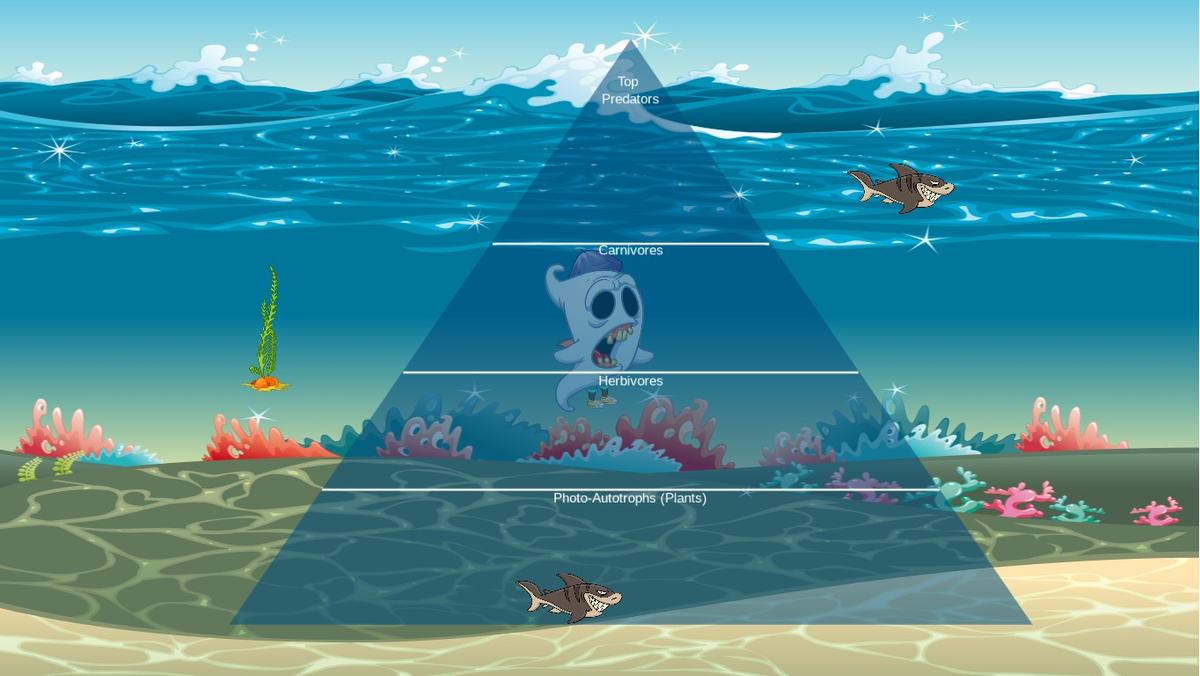 Ocean Ecological Pyramid