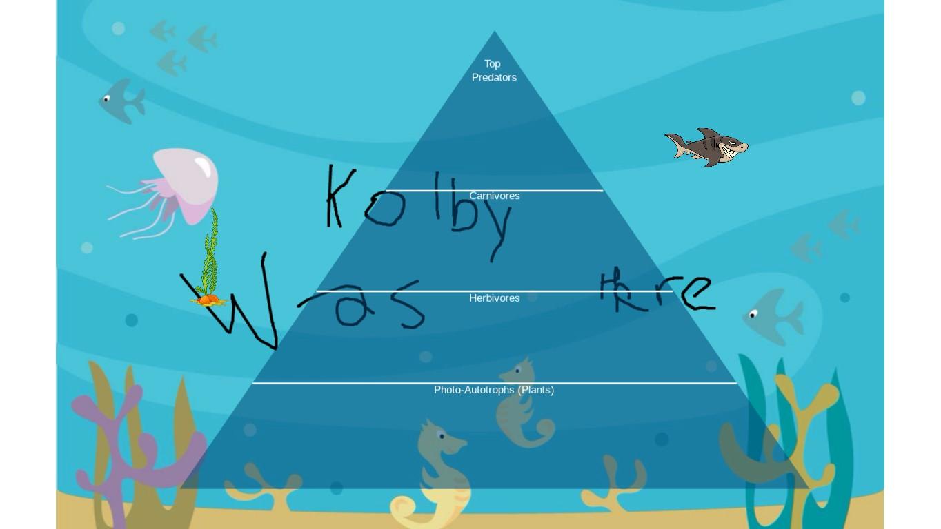 Ocean Ecological Pyramid