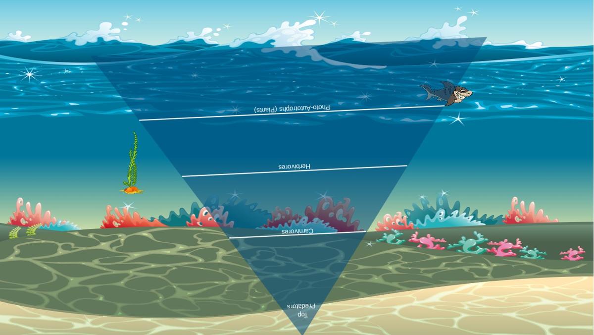 Ocean Ecological Pyramid