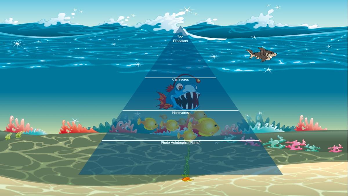 Ocean Ecological Pyramid