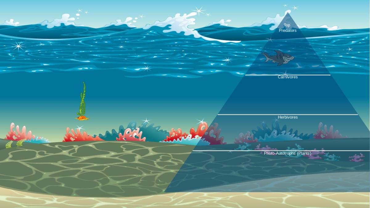 Ocean Ecological Pyramid