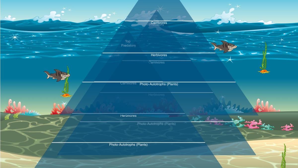 Ocean Ecological Pyramid