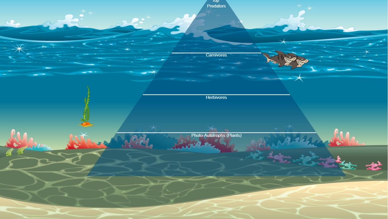 Ocean Ecological Pyramid