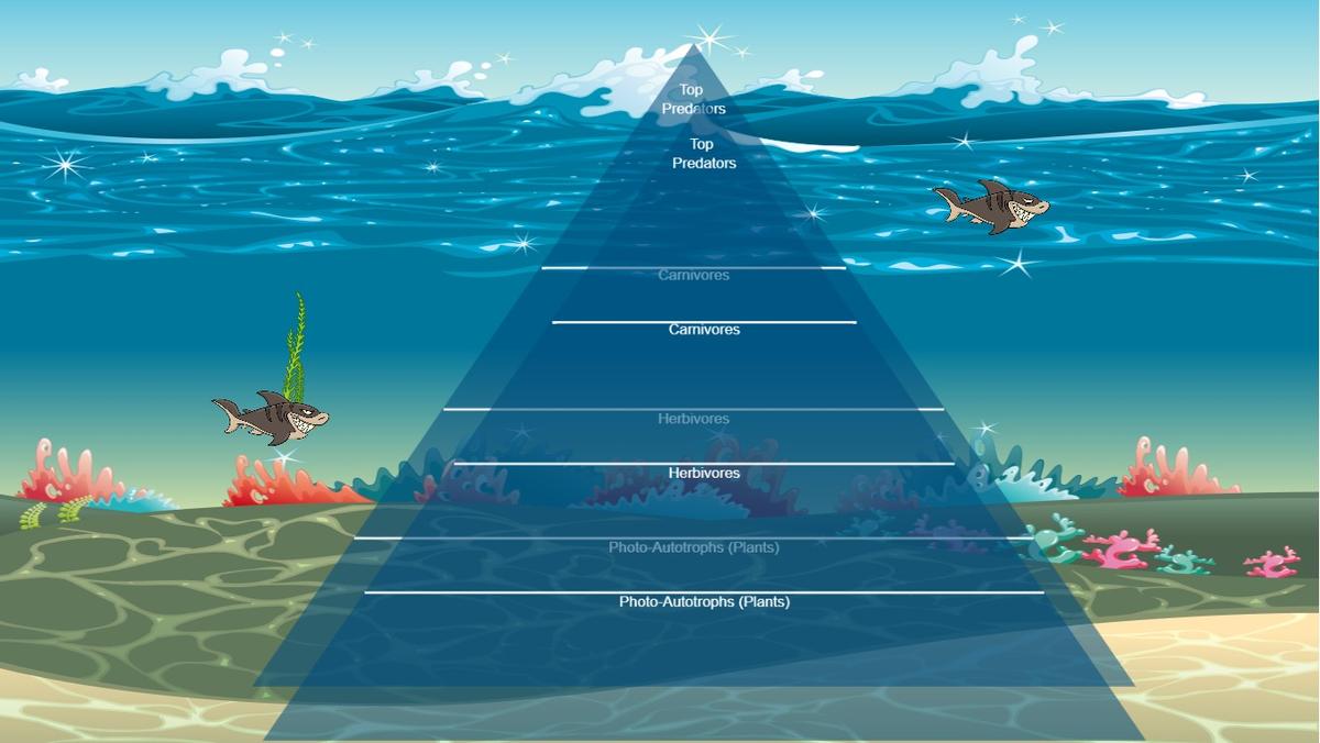 Ocean Ecological Pyramid