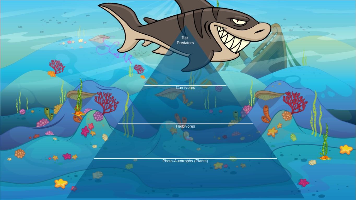 Ocean Ecological Pyramid