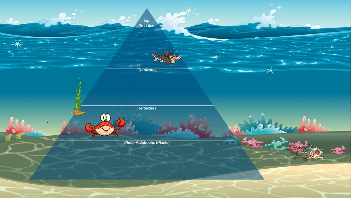 Ocean Ecological Pyramid