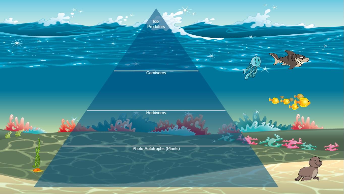 Ocean Ecological Pyramid