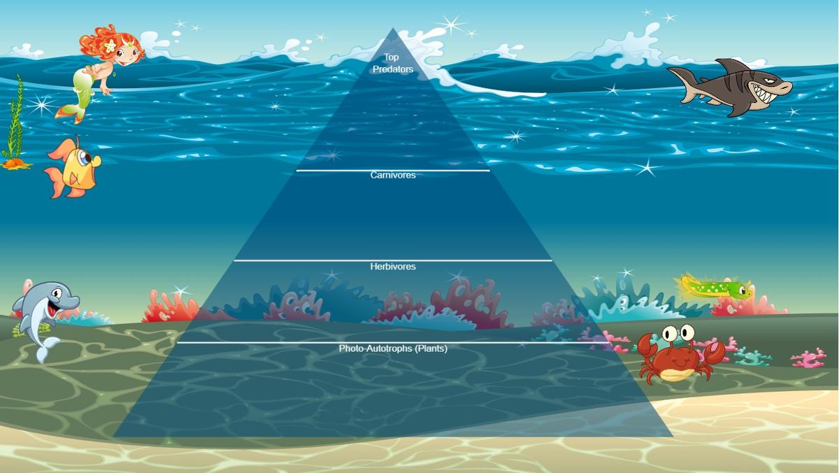 Ocean Ecological Pyramid