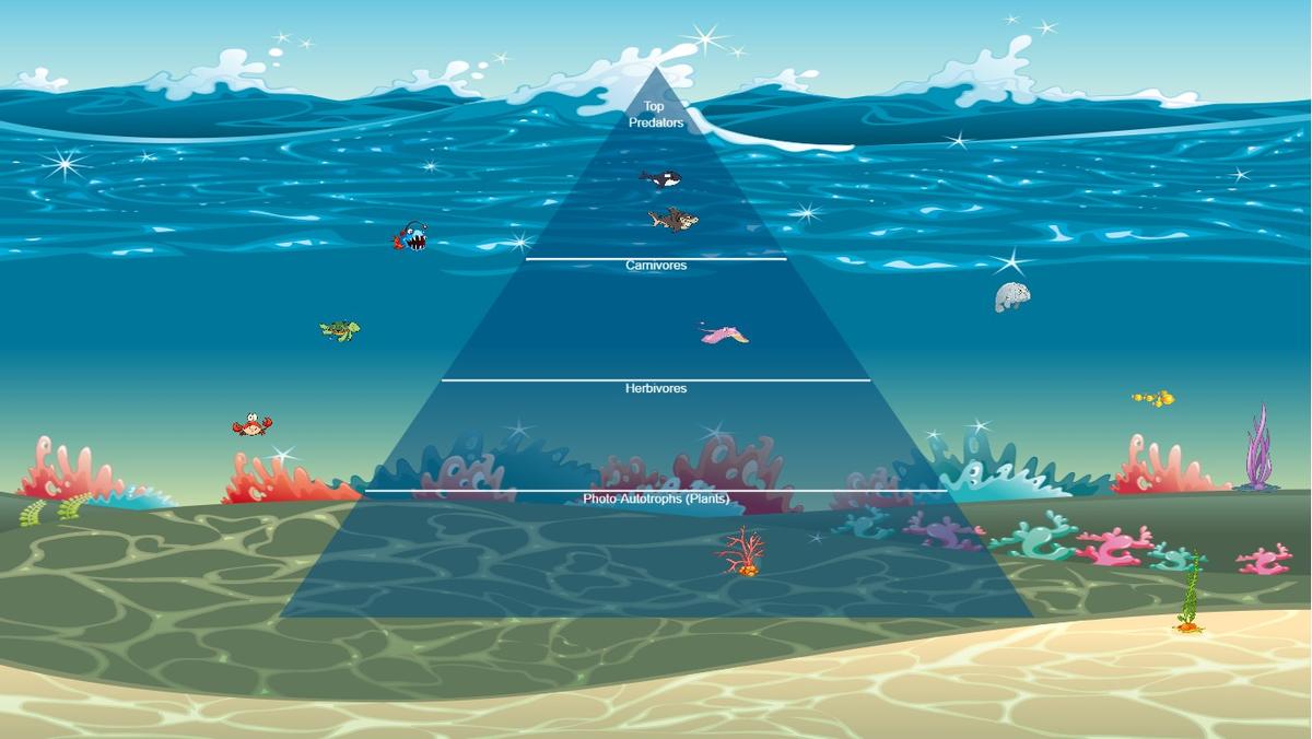 Ocean Ecological Pyramid