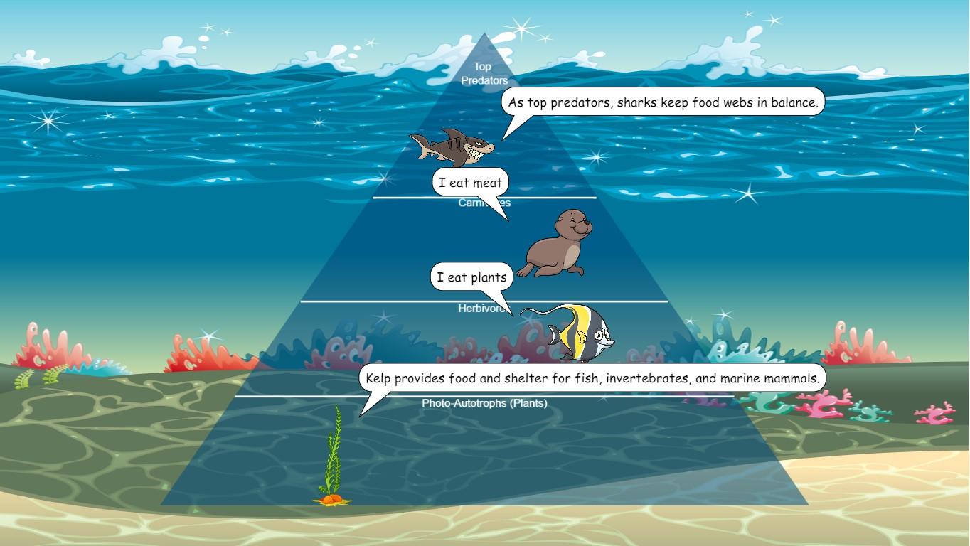 Ocean Ecological Pyramid