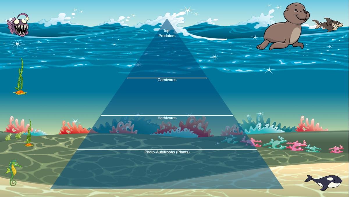 Ocean Ecological Pyramid