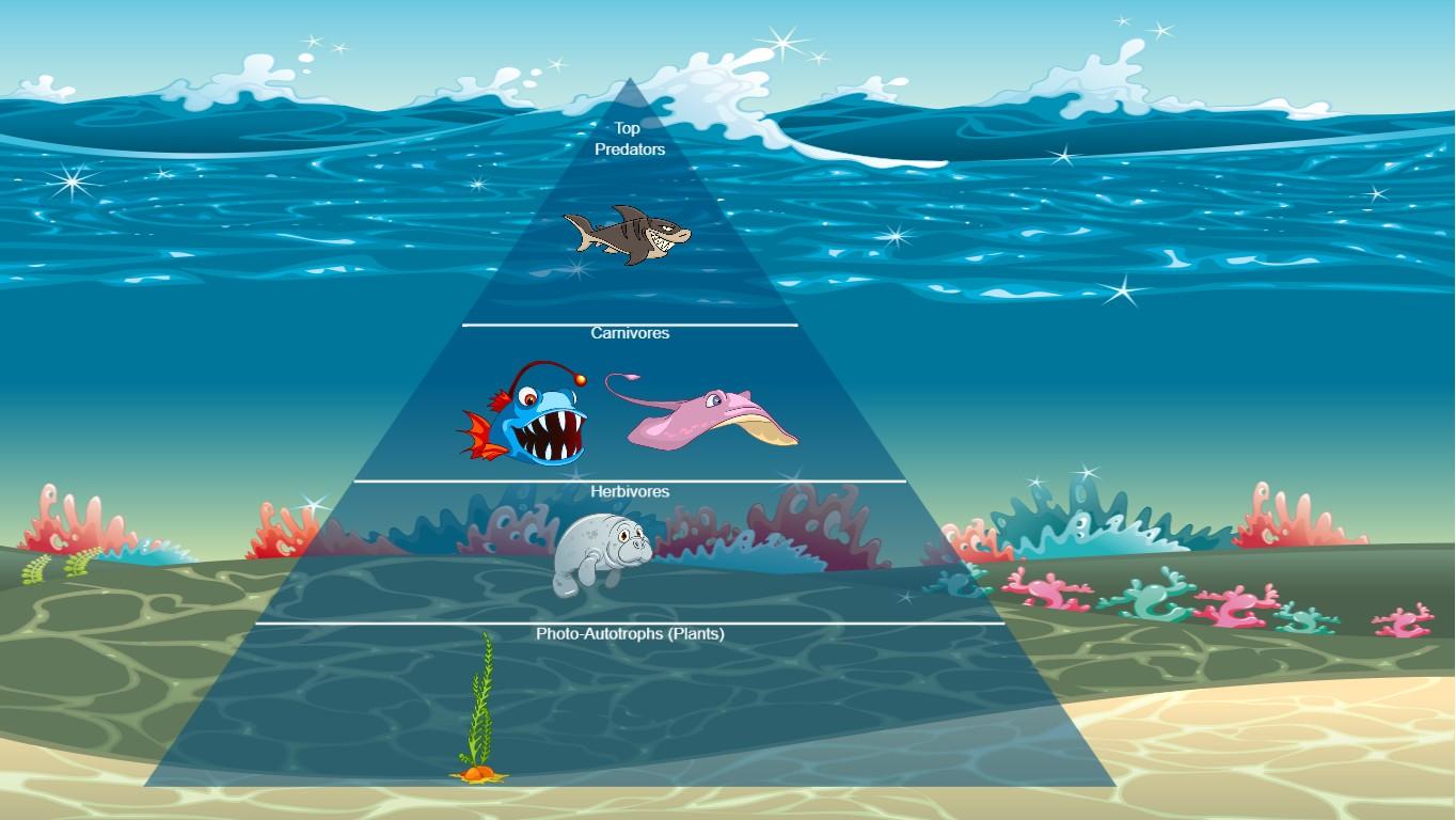 Ocean Ecological Pyramid