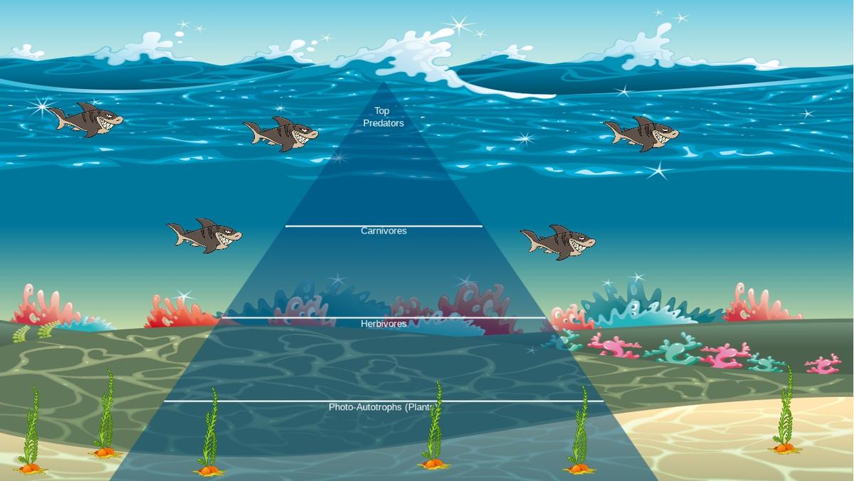 Ocean Ecological Pyramid