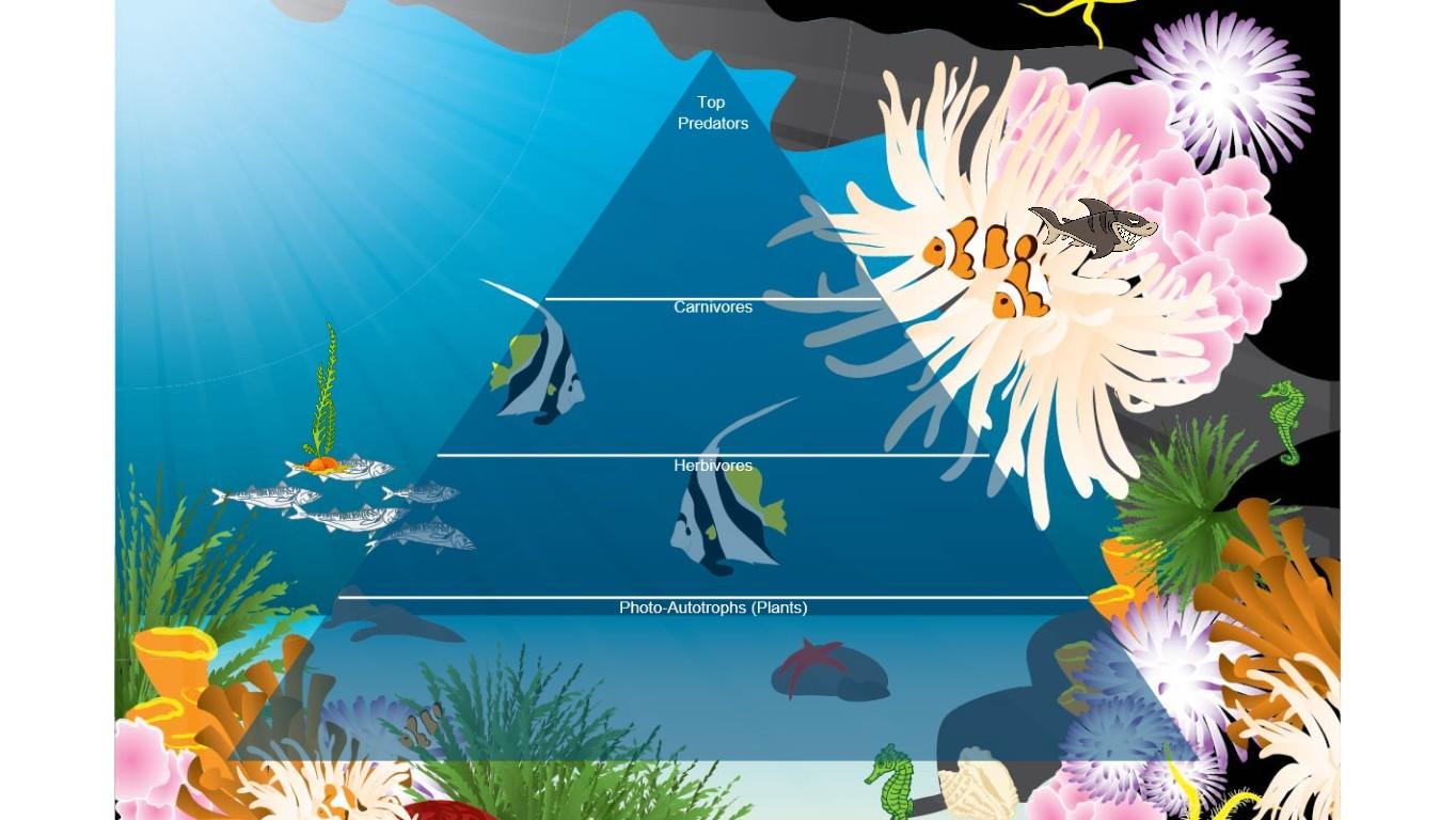 Ocean Ecological Pyramid