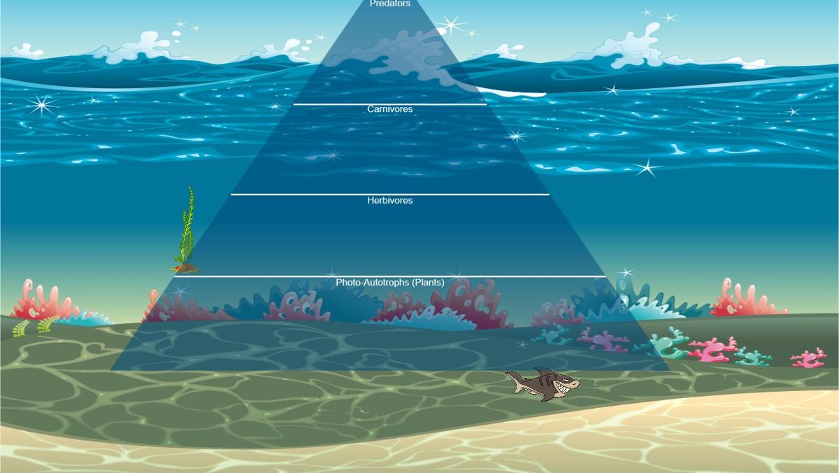 Ocean Ecological Pyramid