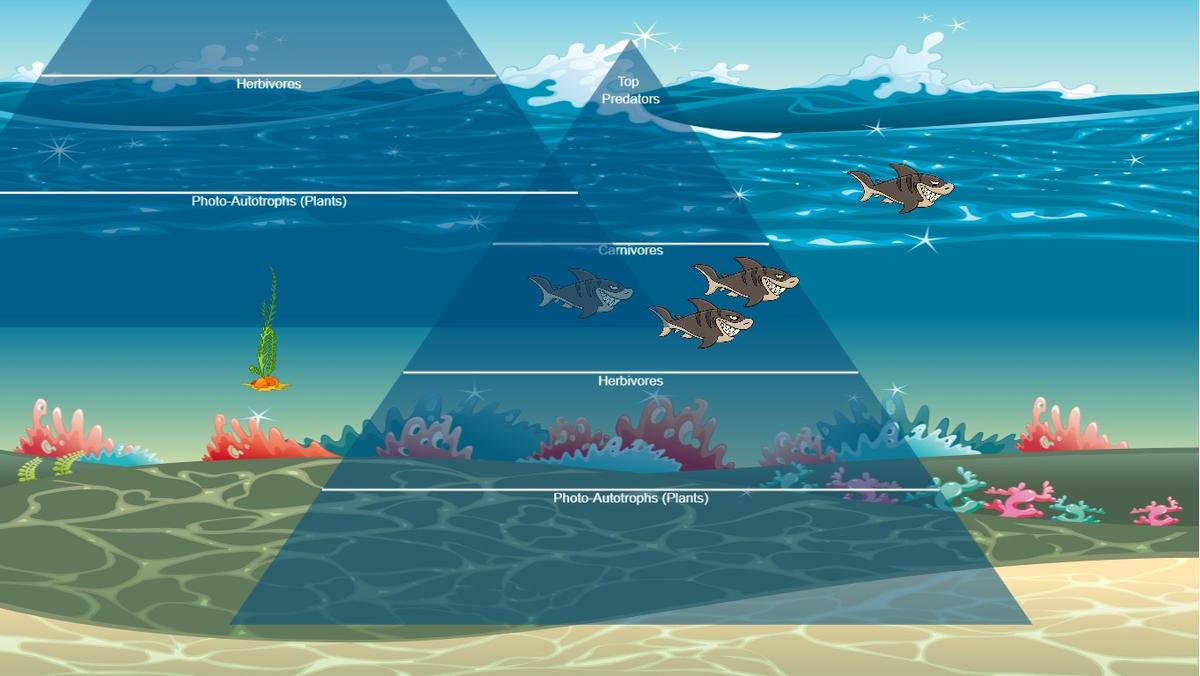 Ocean Ecological Pyramid