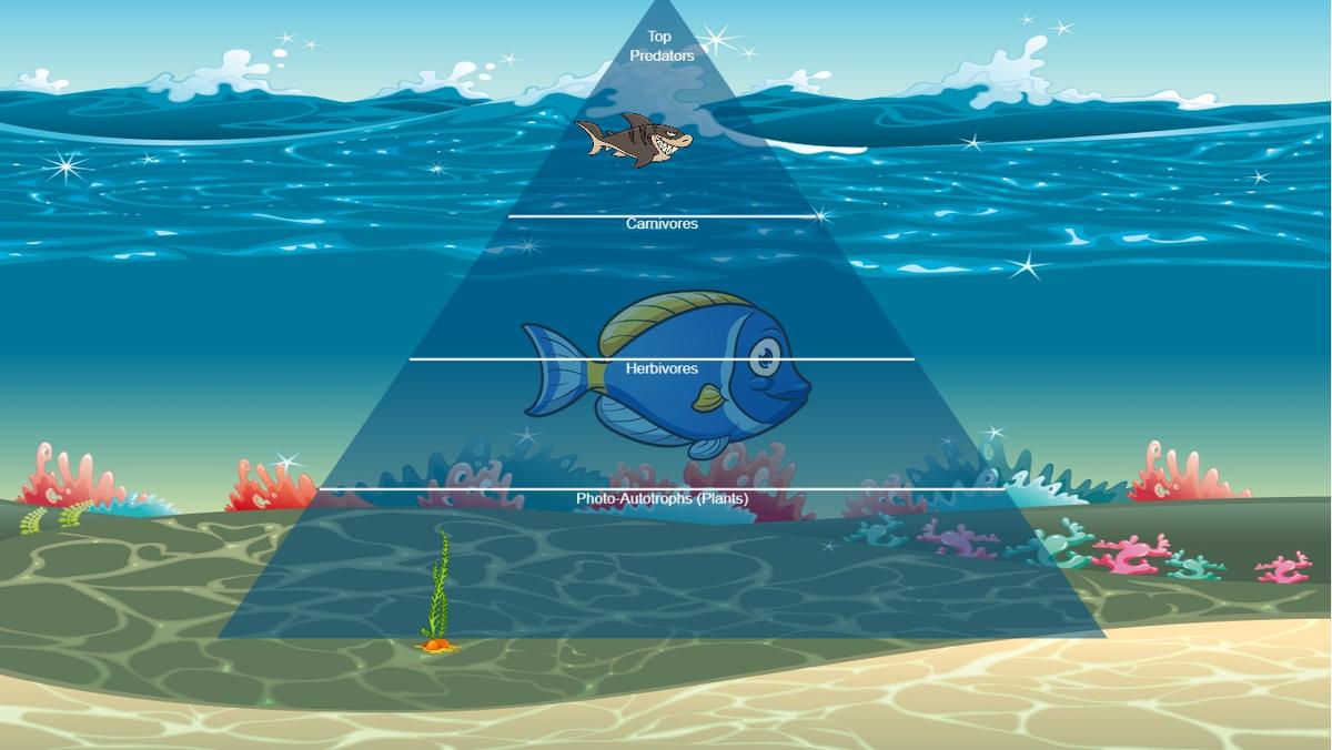 Ocean Ecological Pyramid