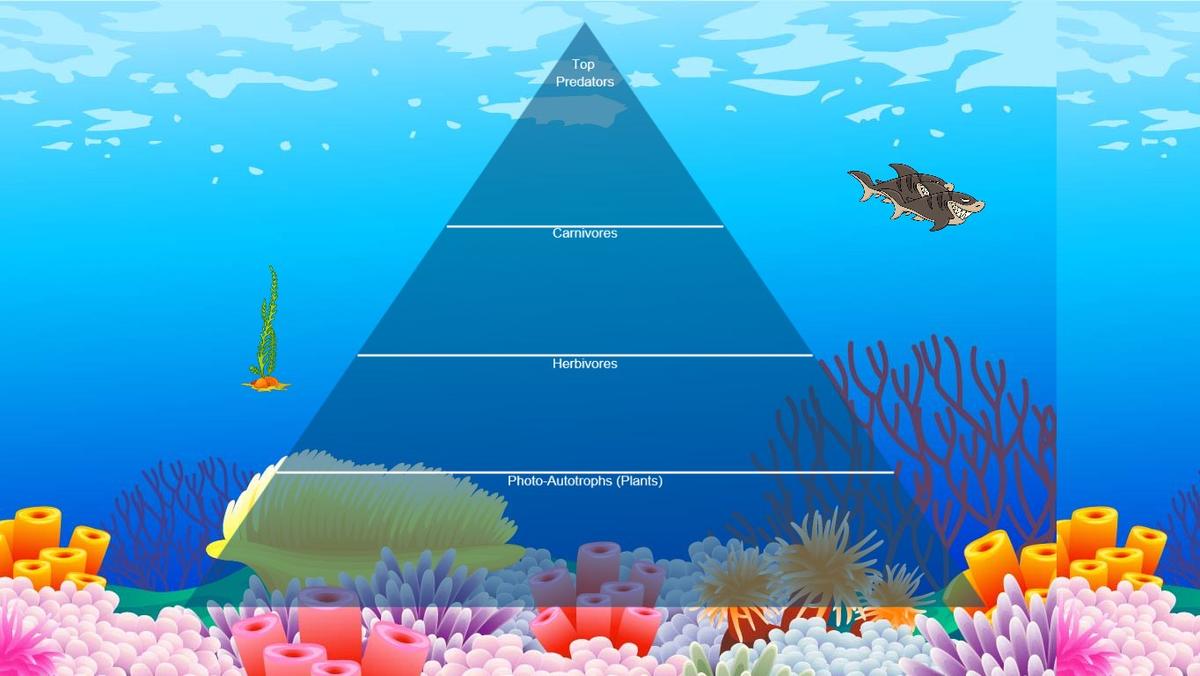 Ocean Ecological Pyramid