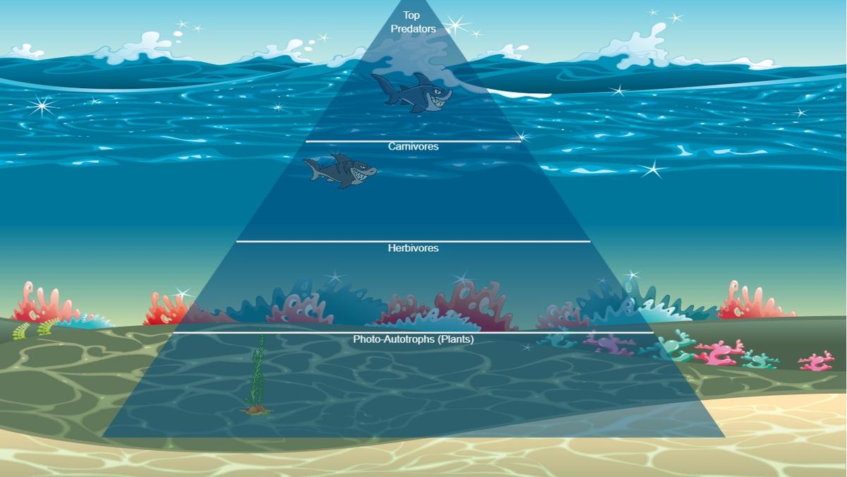 Ocean Ecological Pyramid