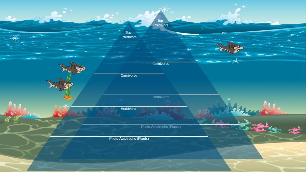 Ocean Ecological Pyramid