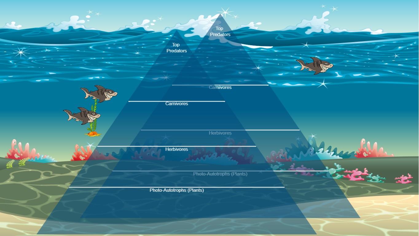 Ocean Ecological Pyramid