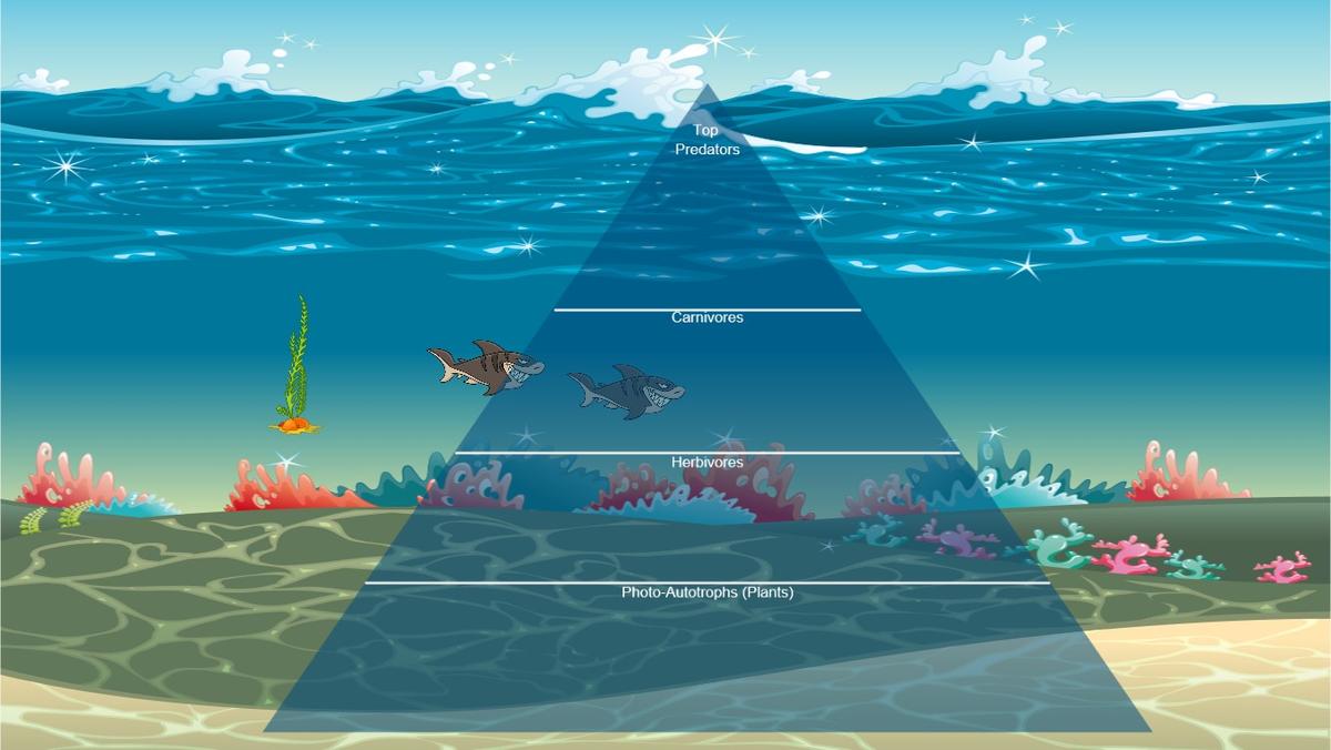 Ocean Ecological Pyramid