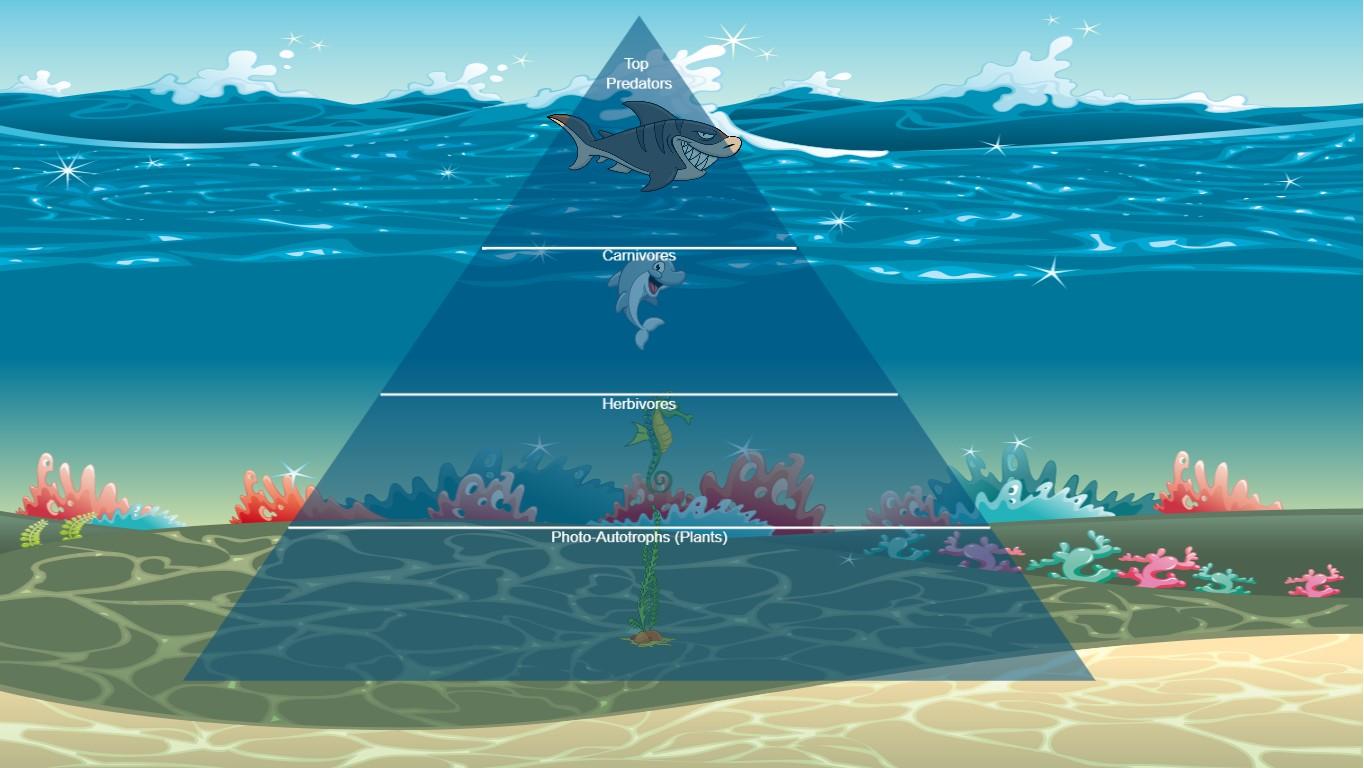 Ocean Ecological Pyramid