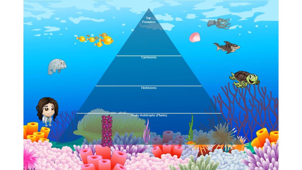 Ocean Ecological Pyramid