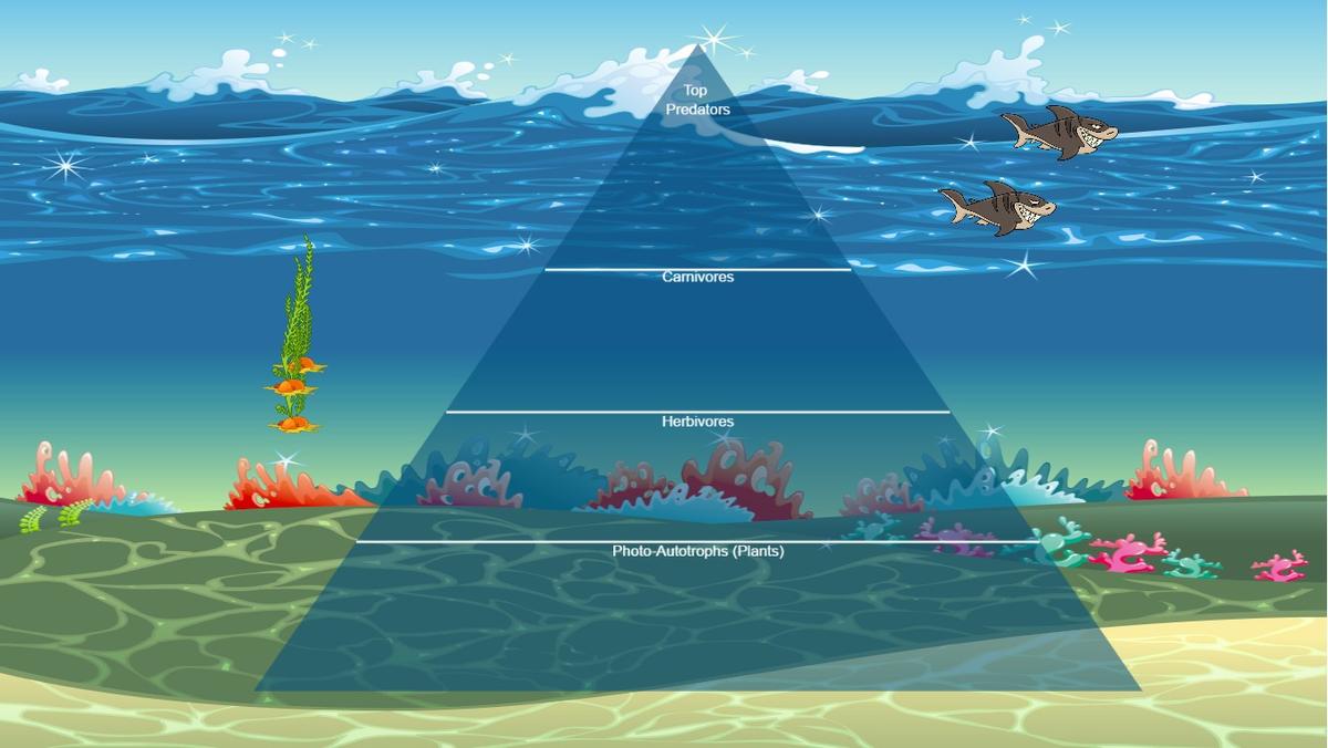 Ocean Ecological Pyramid