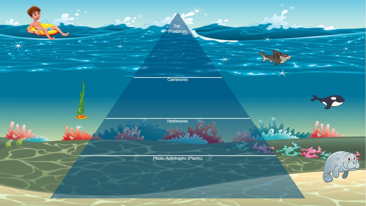 Ocean Ecological Pyramid