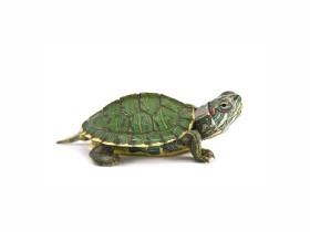 turtle flip