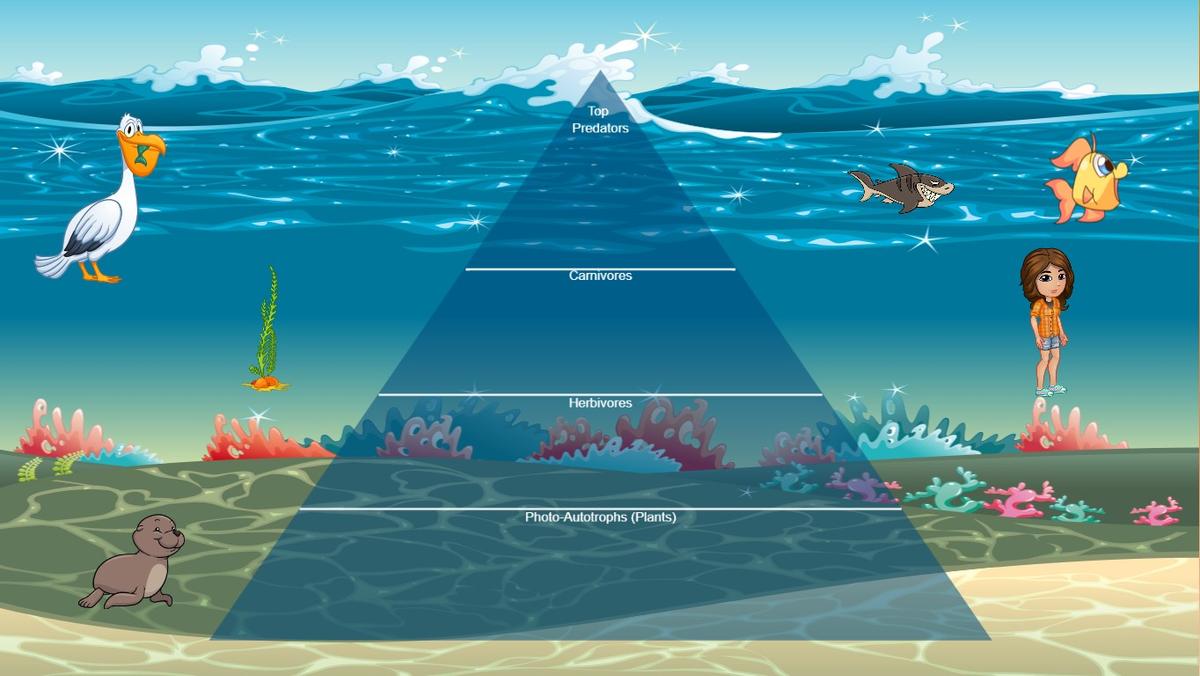 Ocean Ecological Pyramid