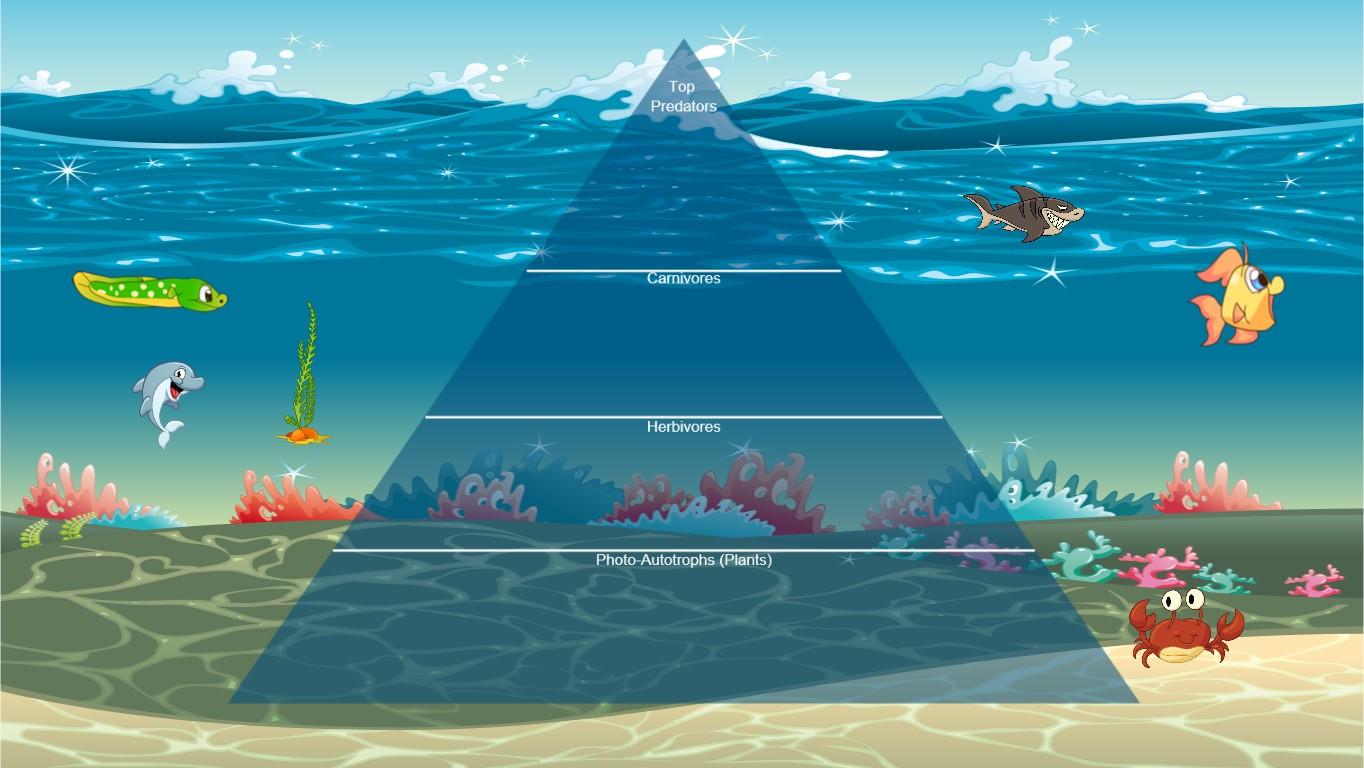 Ocean Ecological Pyramid