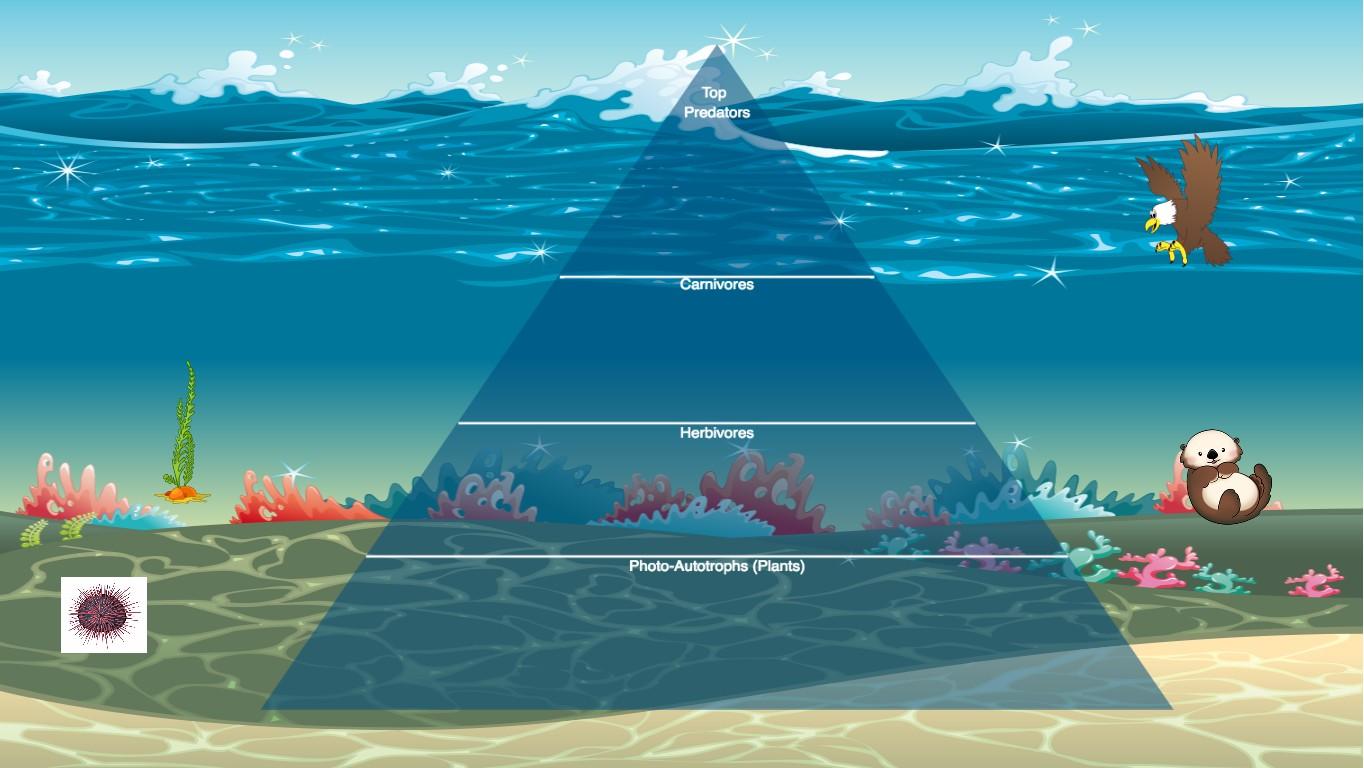 Ocean Ecological Pyramid