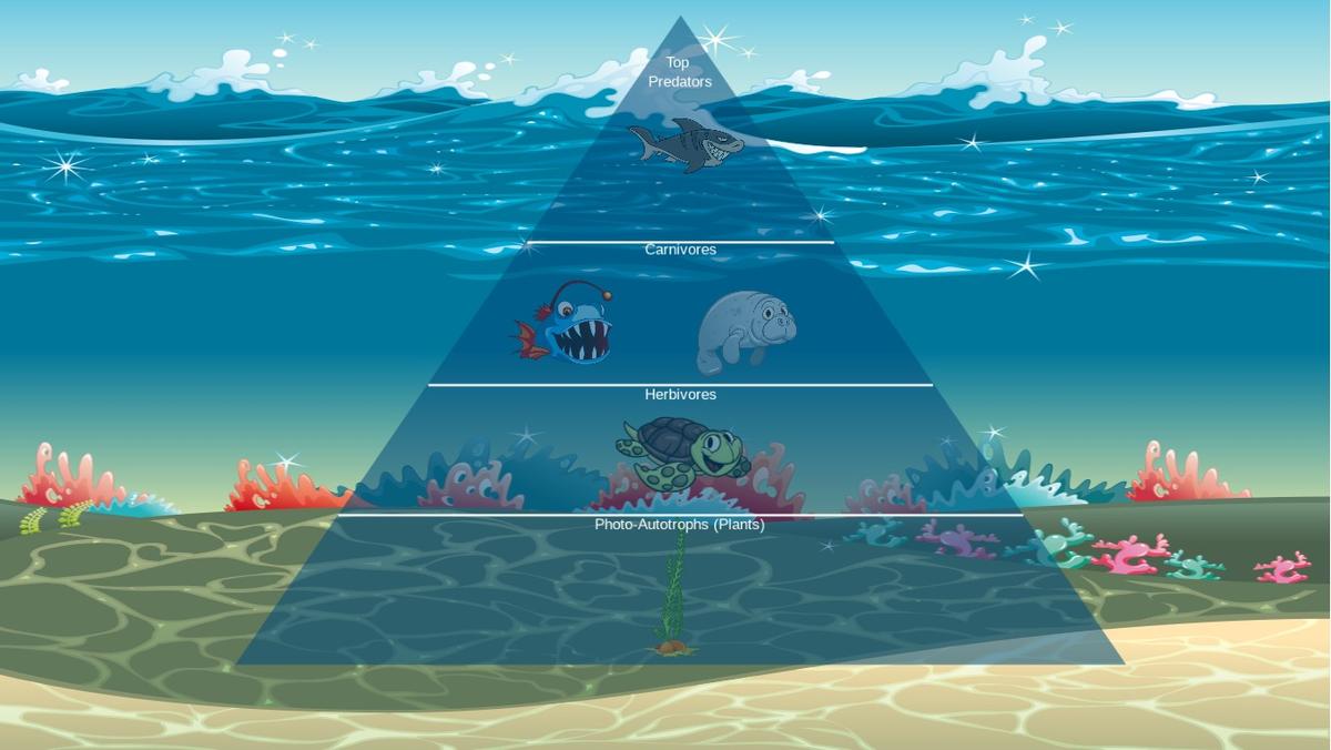 Ocean Ecological Pyramid