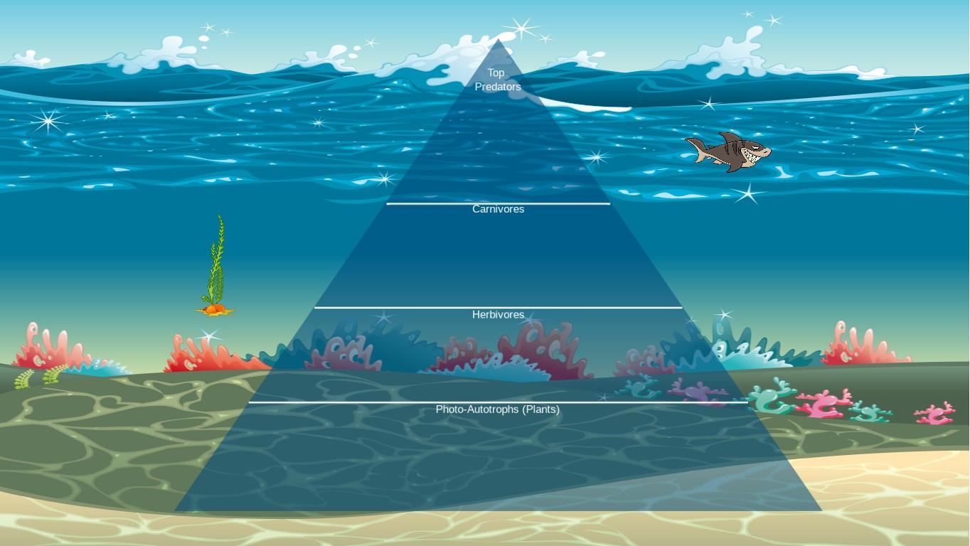 Ocean Ecological Pyramid