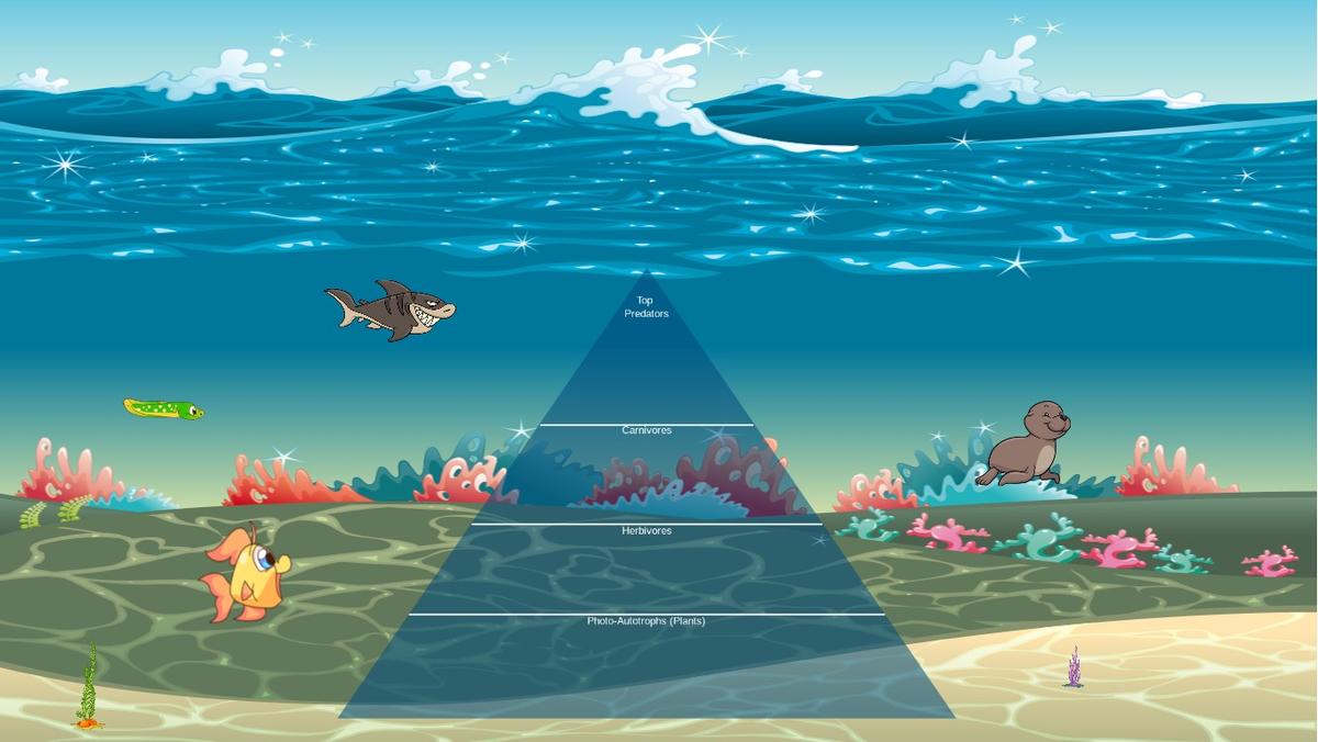 Ocean Ecological Pyramid